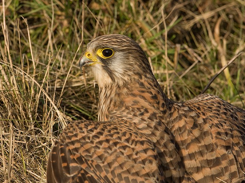 Falco tinnunculus Torenvalk Common Kestrel